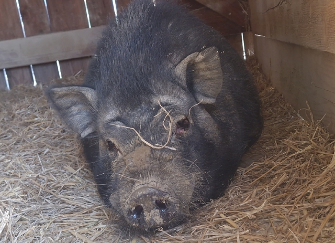 Photo #2 de Serrano de bergerac