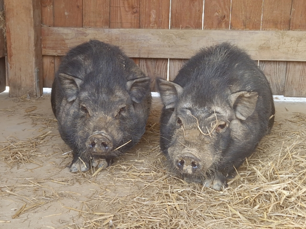 Photo #3 de Serrano de bergerac