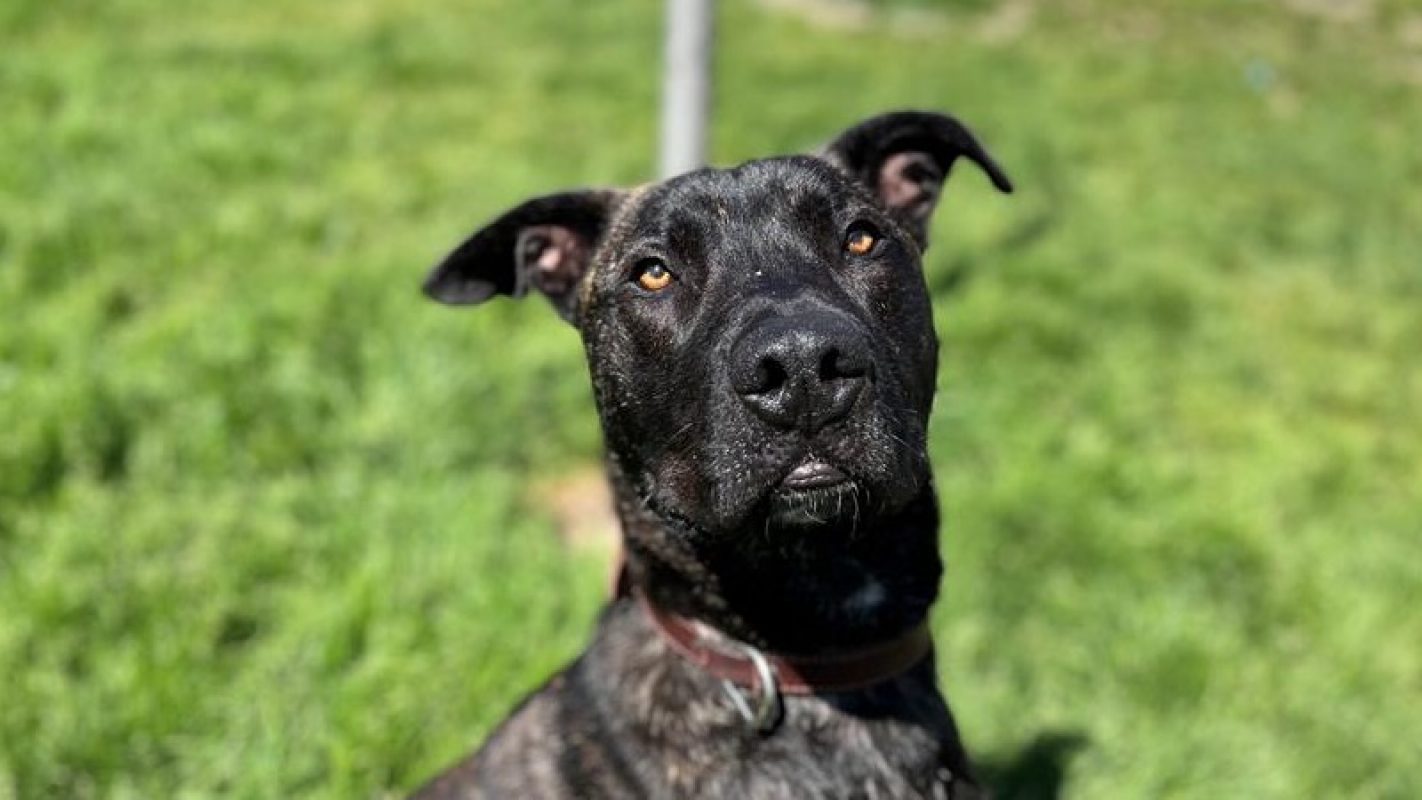 Vegas - Chien Cane Corso à adopter