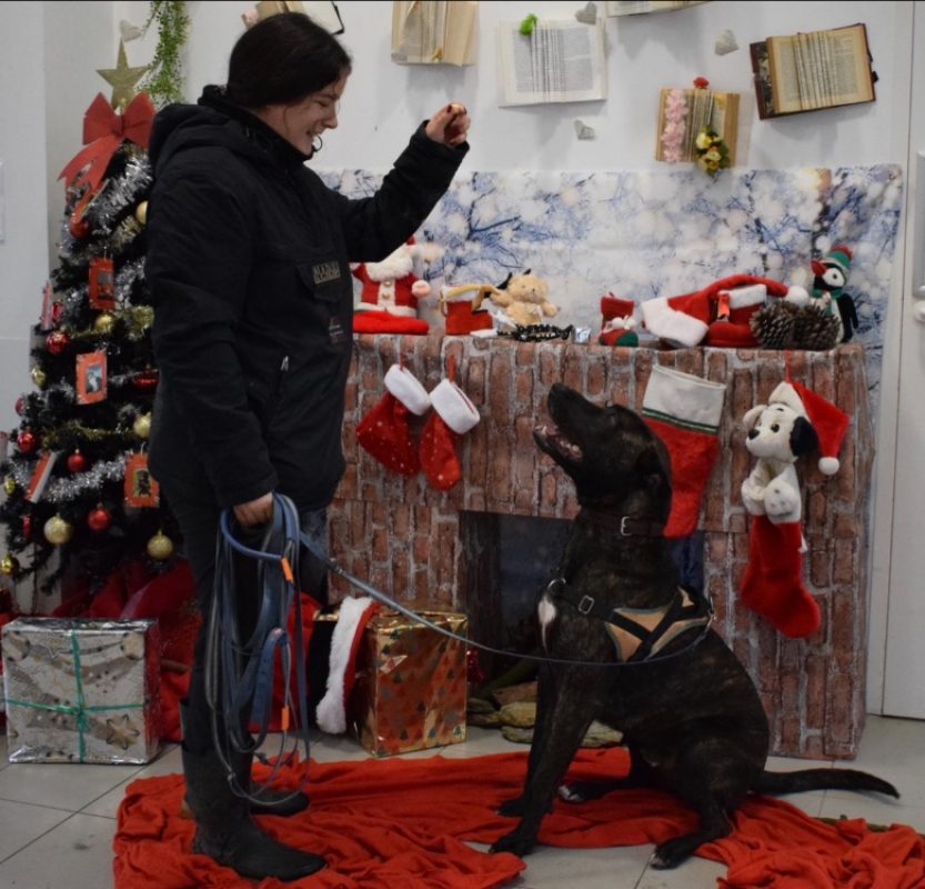 Vegas - Chien Cane Corso à adopter - photo 2