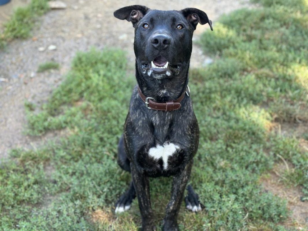 Vegas - Chien Cane Corso à adopter - photo 3