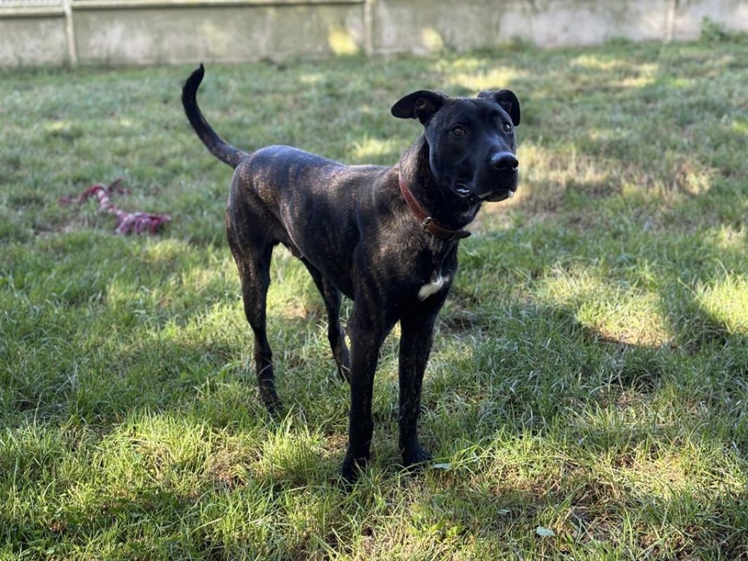 Vegas - Chien Cane Corso à adopter - photo 4