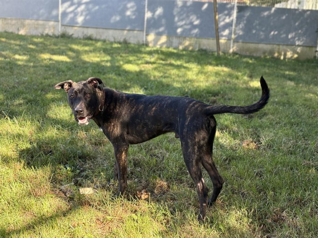 Vegas - Chien Cane Corso à adopter - photo 5