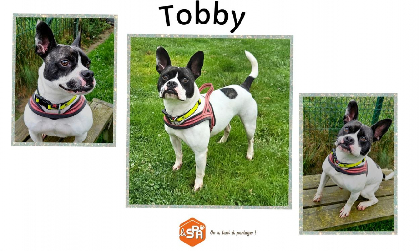 Photo de Tobby
