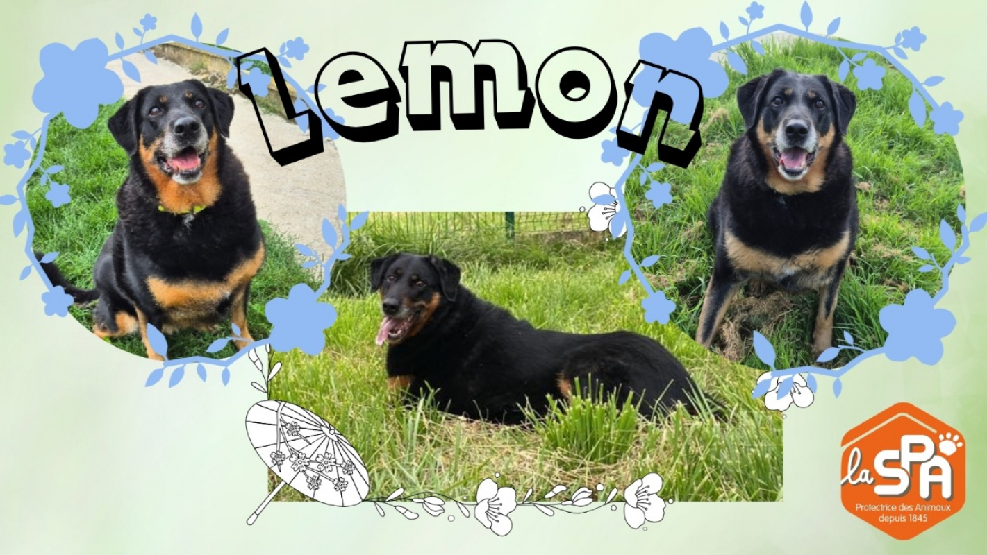Photo #2 de Lemon