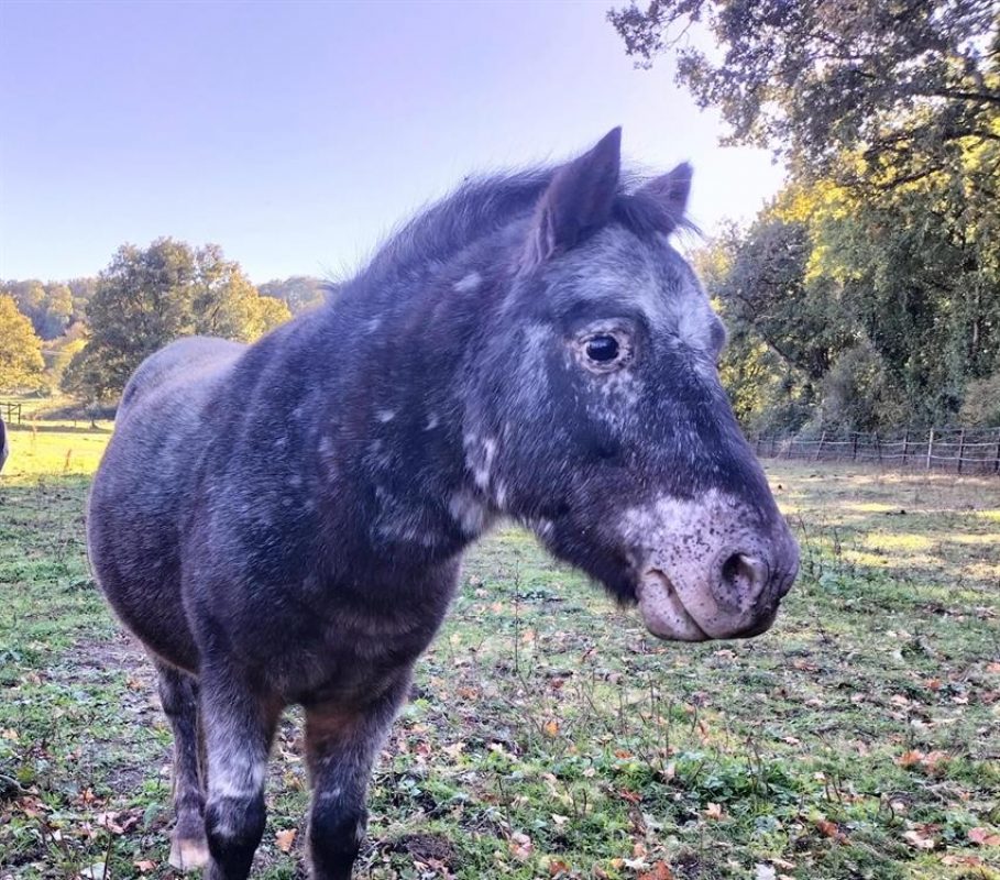 Calin - Equidé Poney à adopter