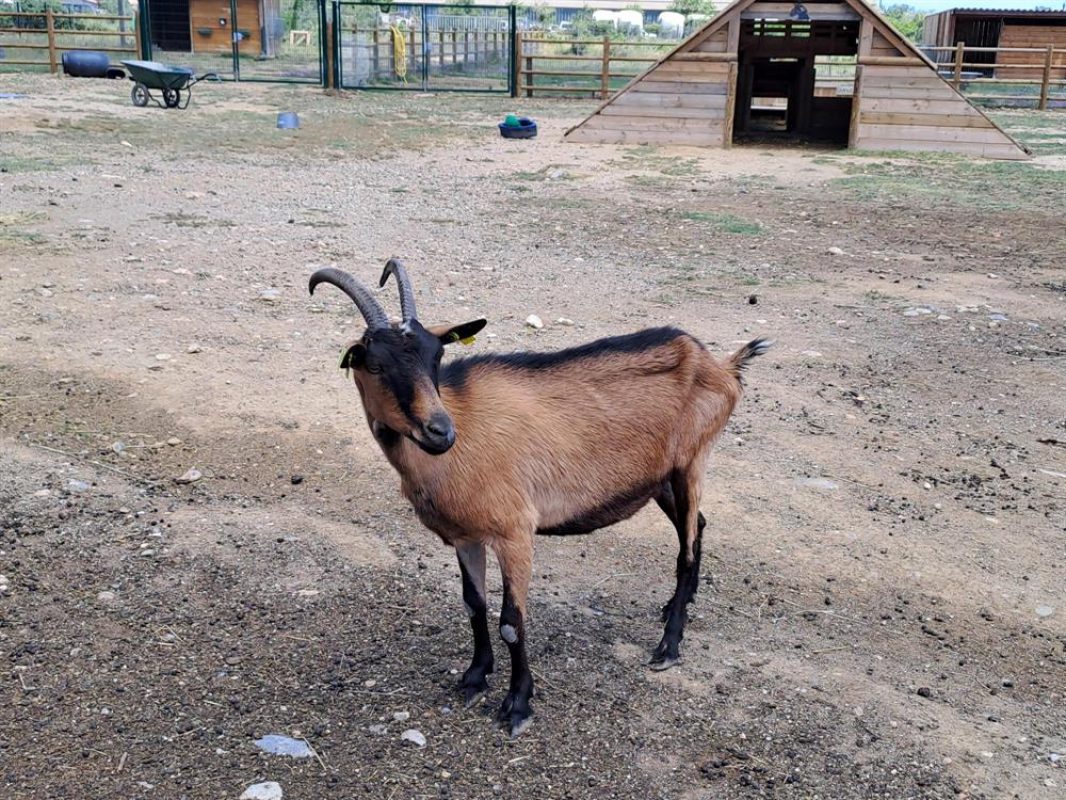 Wayta Wayta - Chèvre à adopter à Perpignan (66) - Animaux.fr
