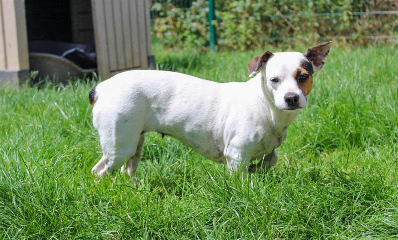 Photo #2 de Canaille