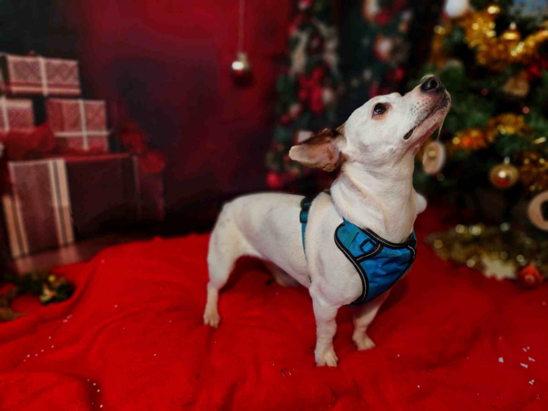 Photo #3 de Canaille