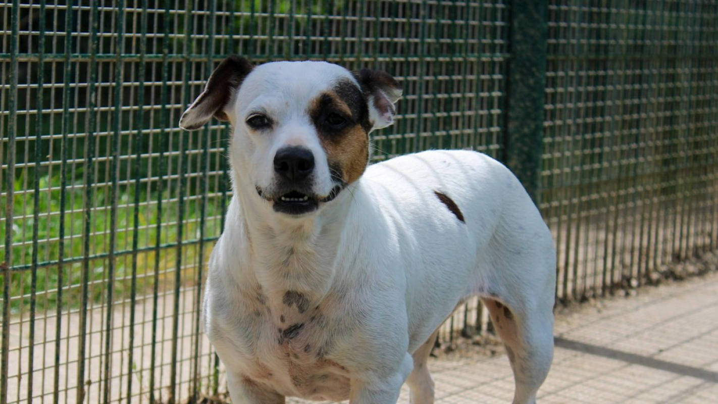 Photo #1 de Canaille