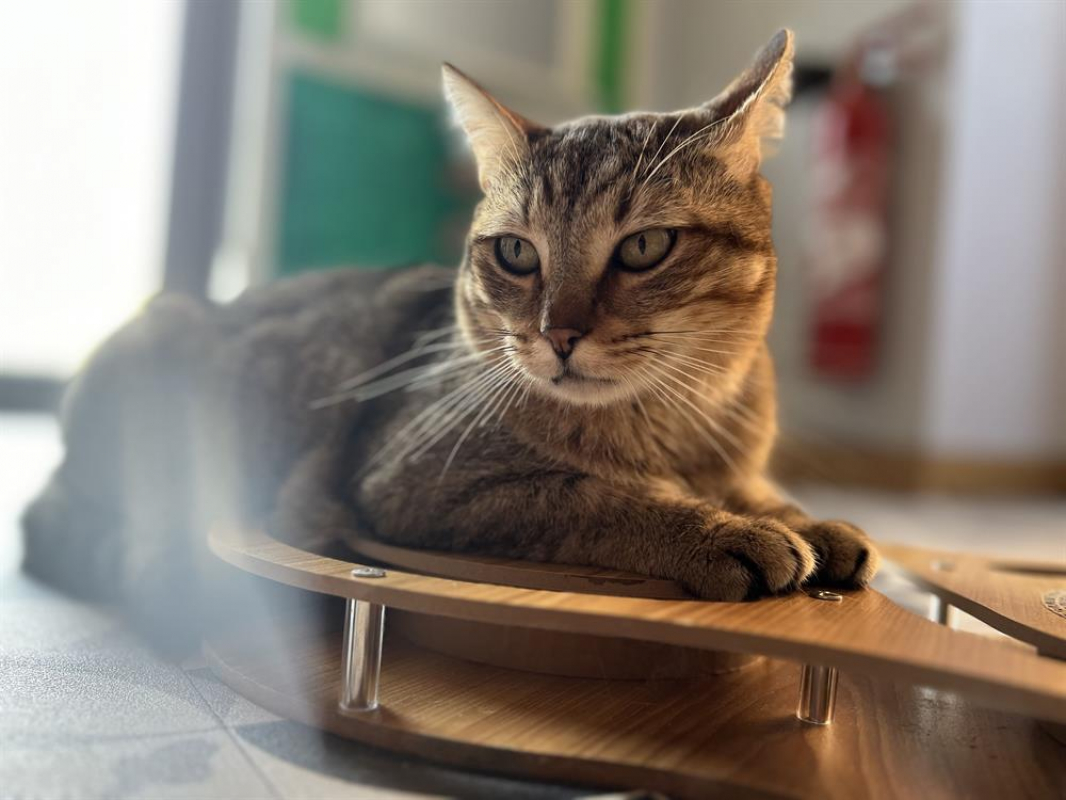 Photo #4 de Vancouver