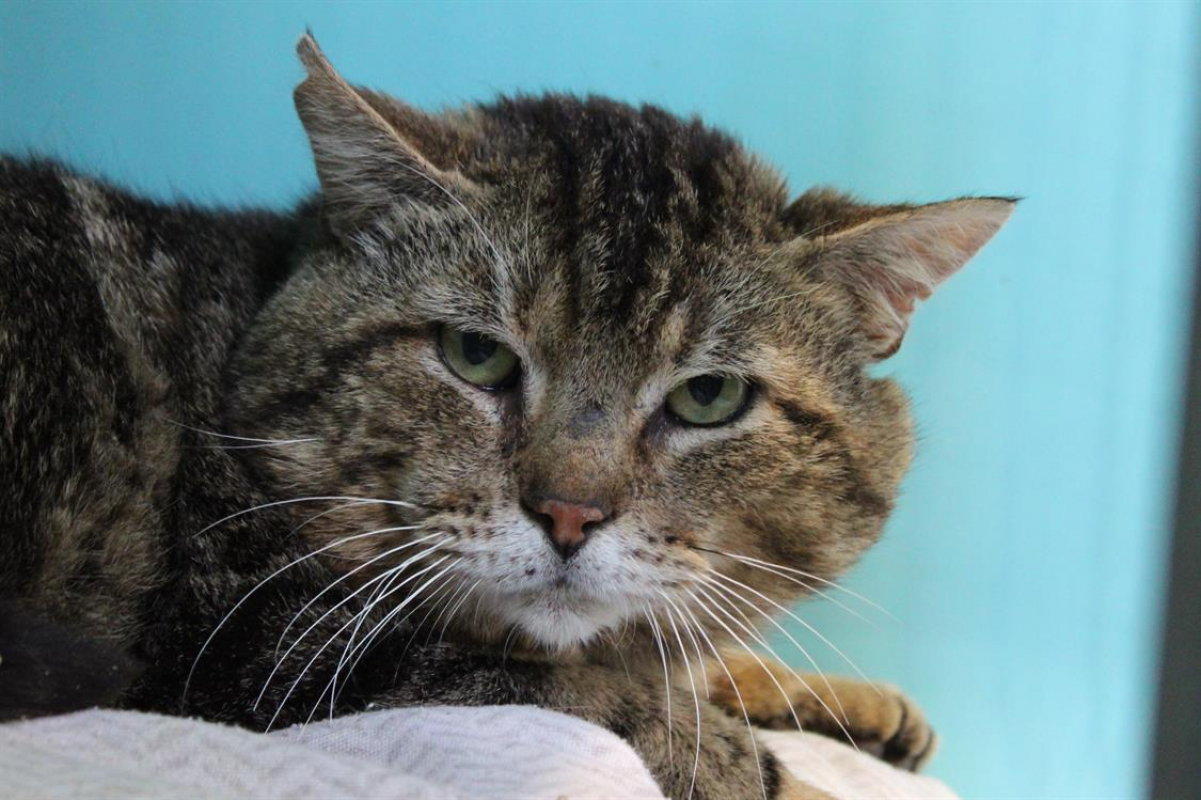 Photo #3 de Pastèque