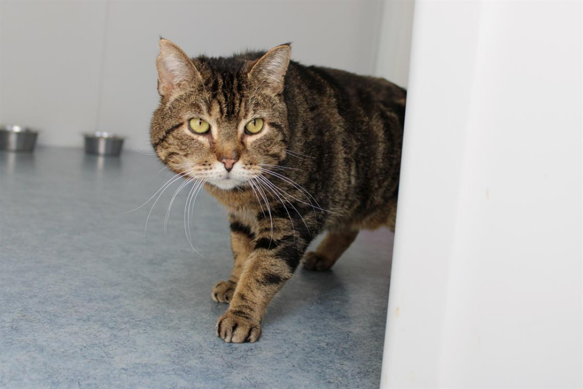 Photo #4 de Pastèque