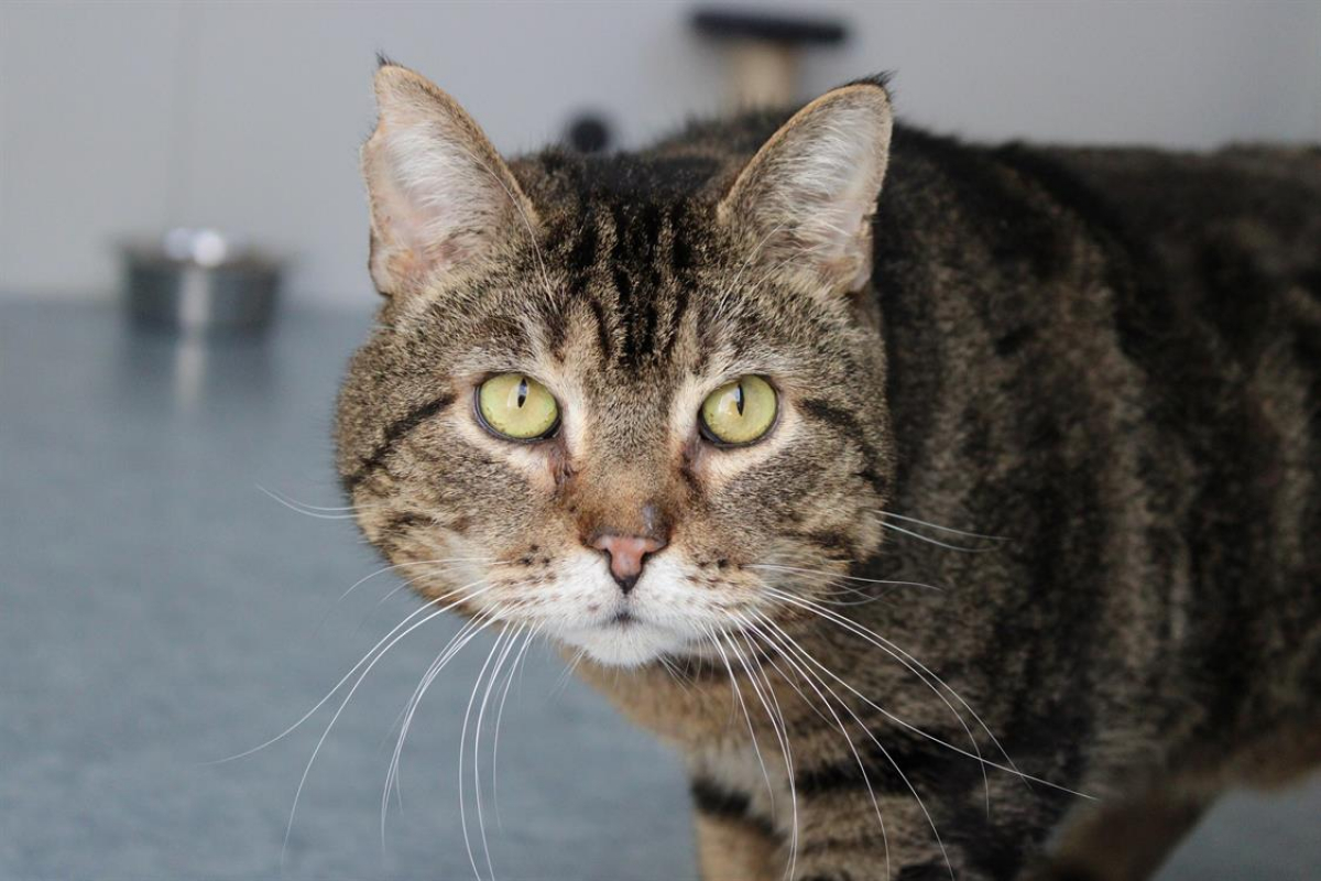 Photo #1 de Pastèque