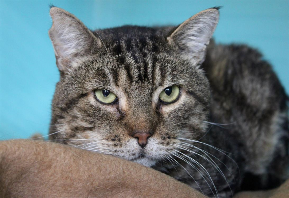 Photo #2 de Pastèque