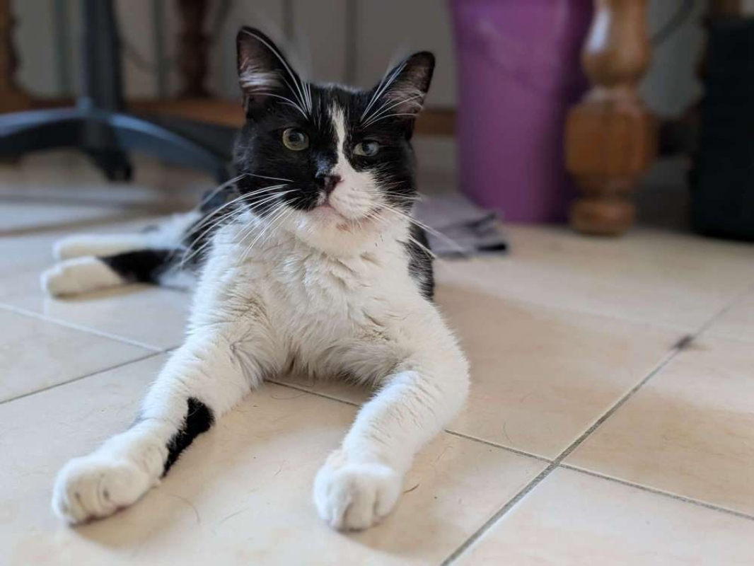 Merlin - Chat Européen à adopter