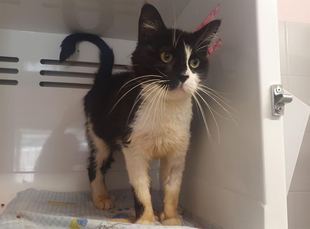 Merlin - Chat Européen à adopter - photo 2