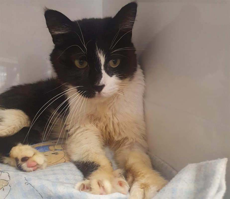 Merlin - Chat Européen à adopter - photo 3