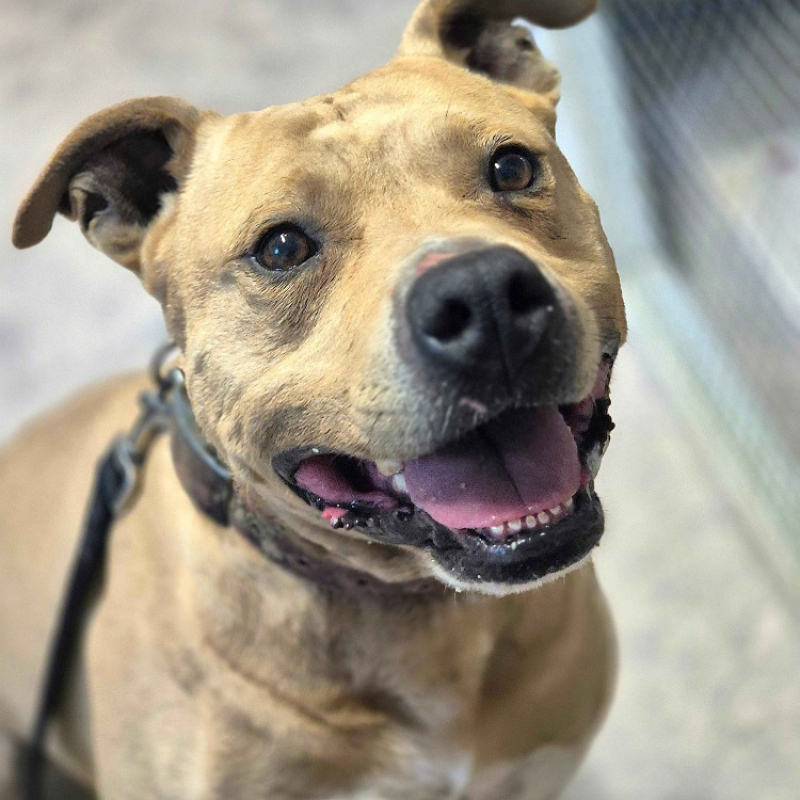 Oslo - Chien à adopter