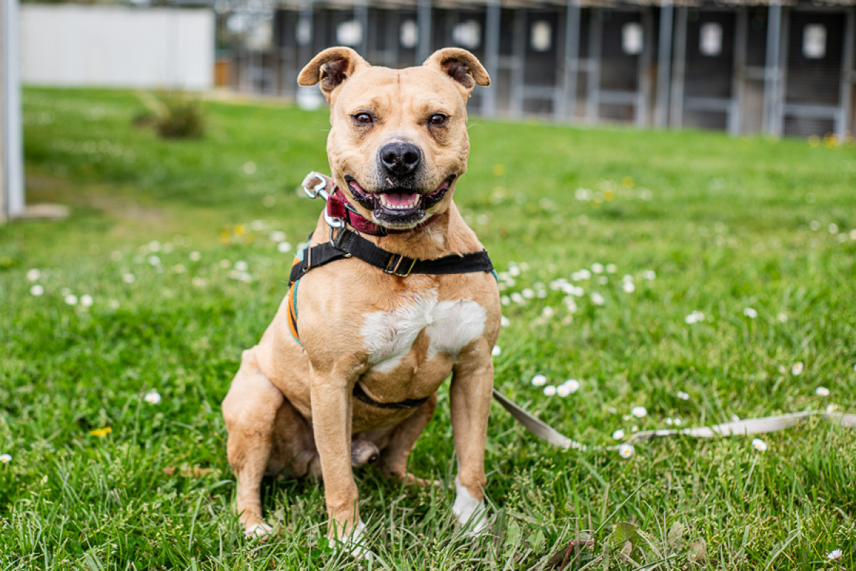 Oslo - Chien à adopter - photo 3