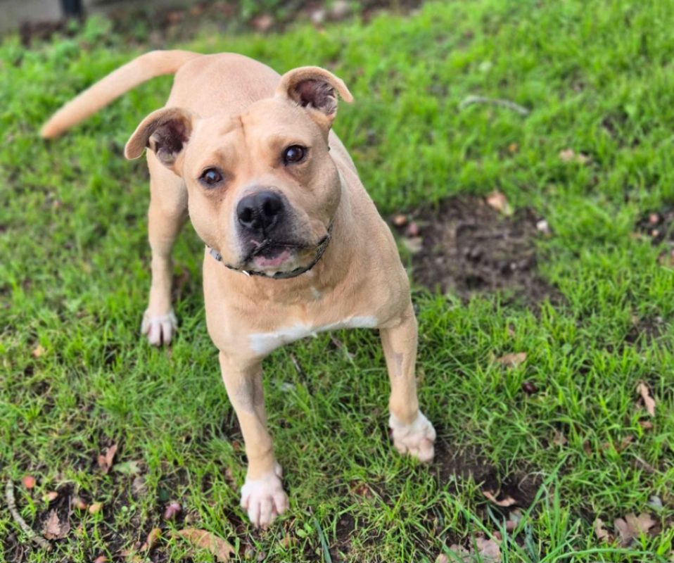 Oslo - Chien à adopter