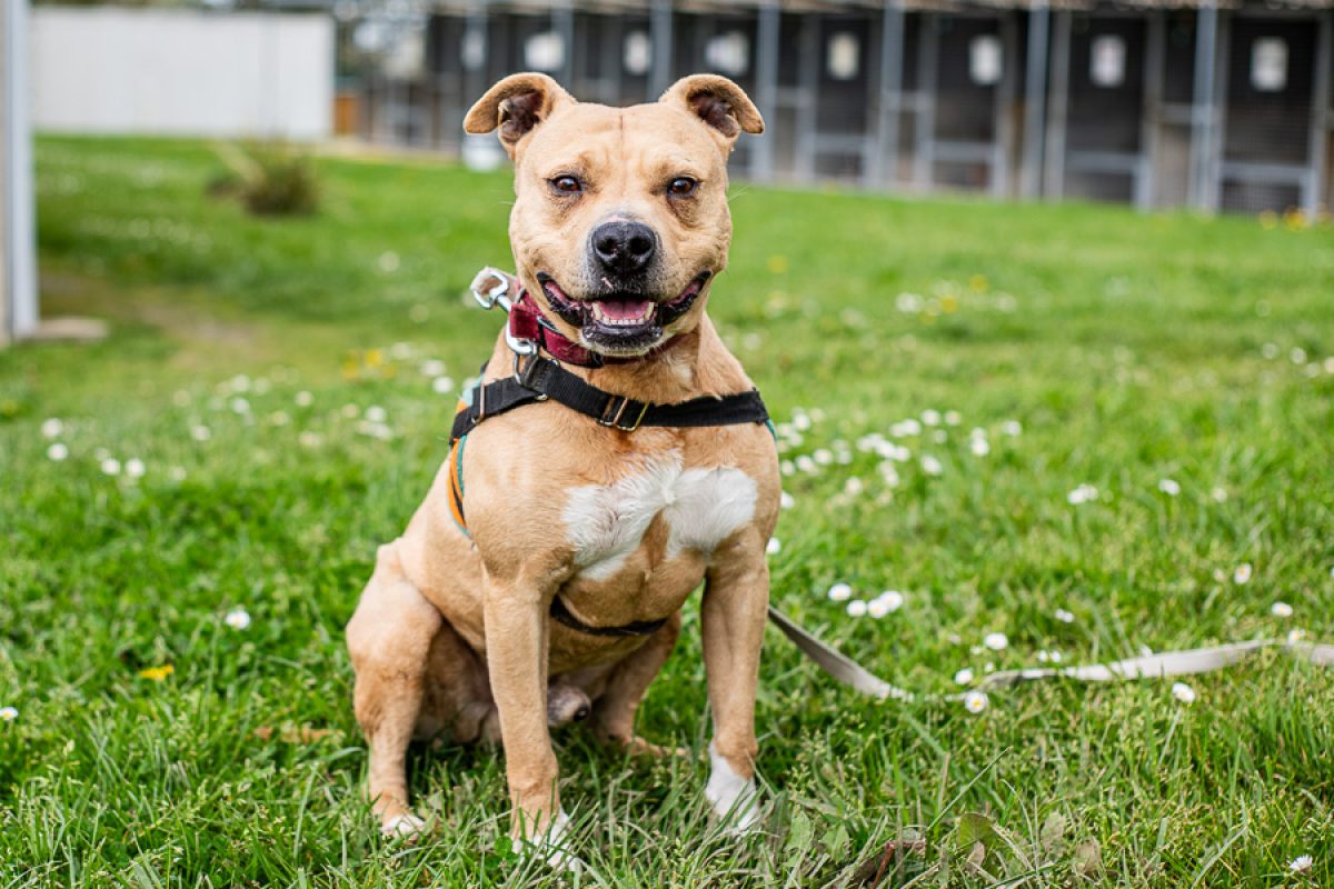 Oslo - Chien à adopter - photo 2