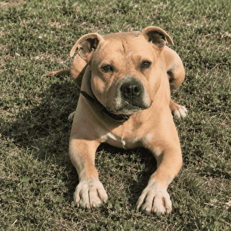 Oslo - Chien à adopter - photo 4