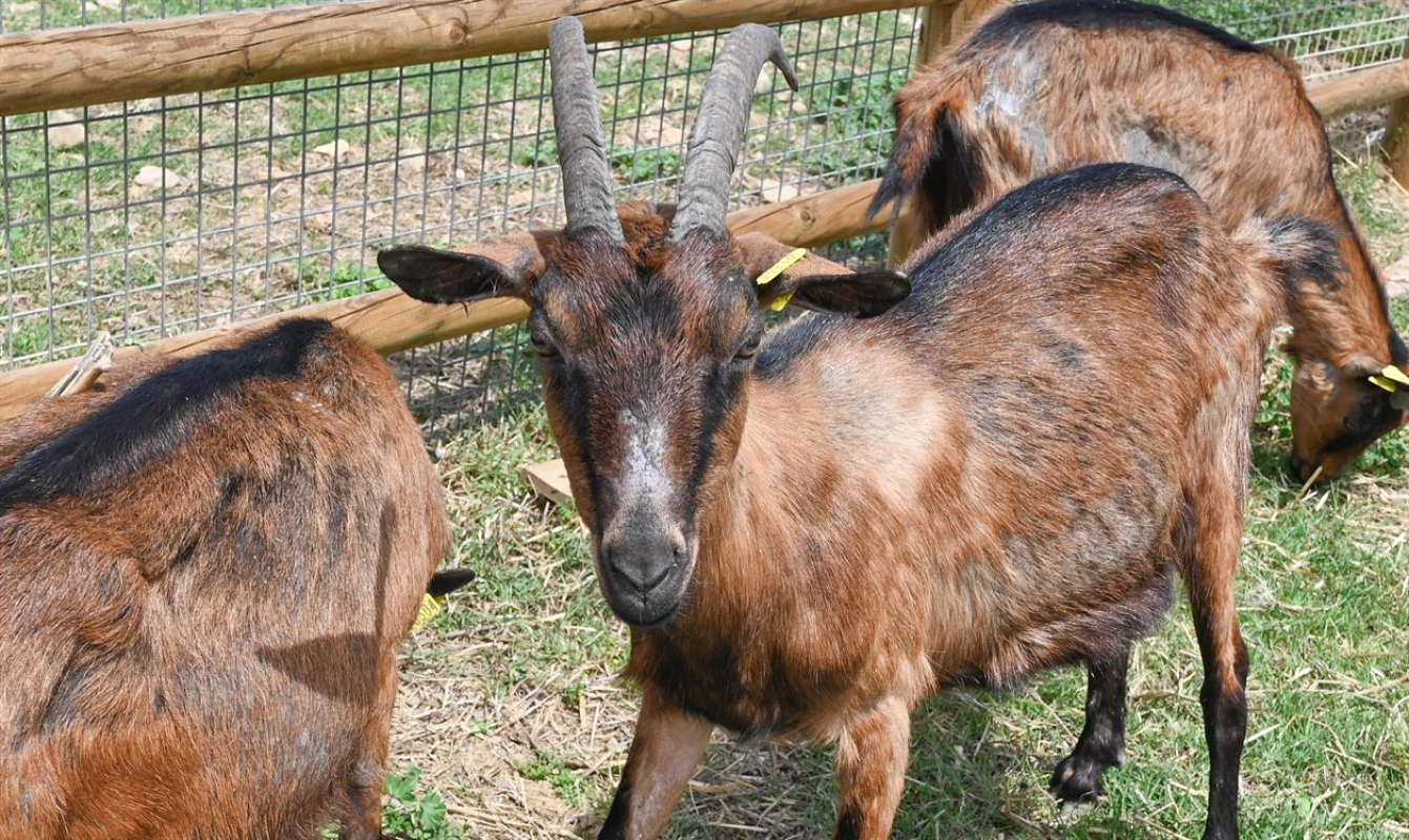 Photo #1 de Festival