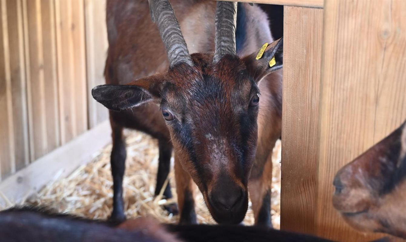 Photo #2 de Festival