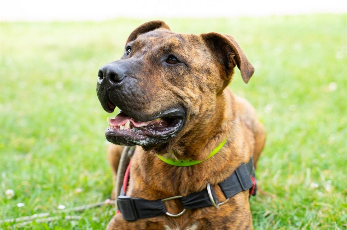 Eli - Chien à adopter