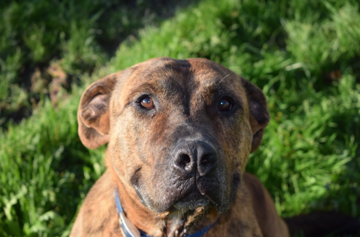 Eli - Chien à adopter - photo 3