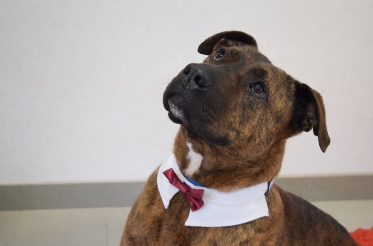 Eli - Chien à adopter - photo 4