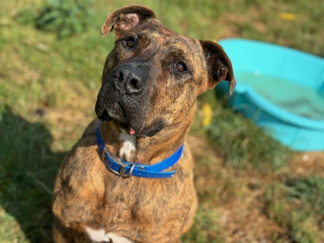 Eli - Chien à adopter - photo 6