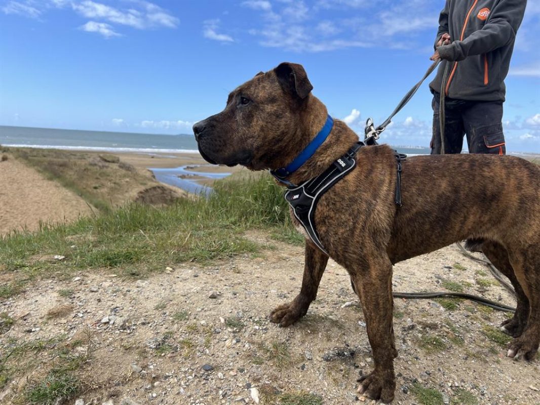 Eli - Chien à adopter - photo 9