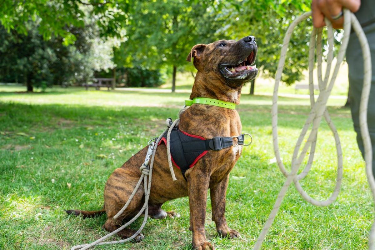 Eli - Chien à adopter - photo 12