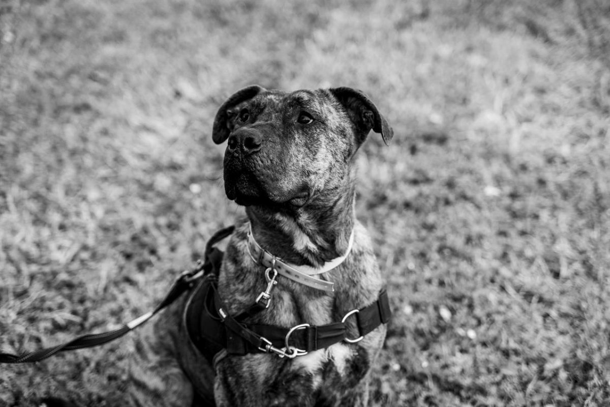 Eli - Chien à adopter - photo 15