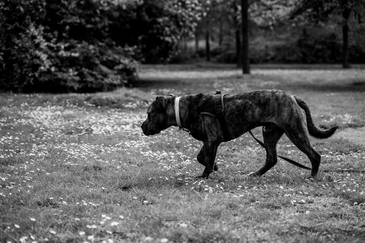 Eli - Chien à adopter - photo 16