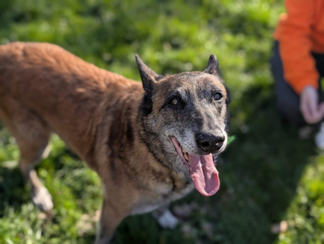 Fidji - Chien Berger Belge Malinois à adopter
