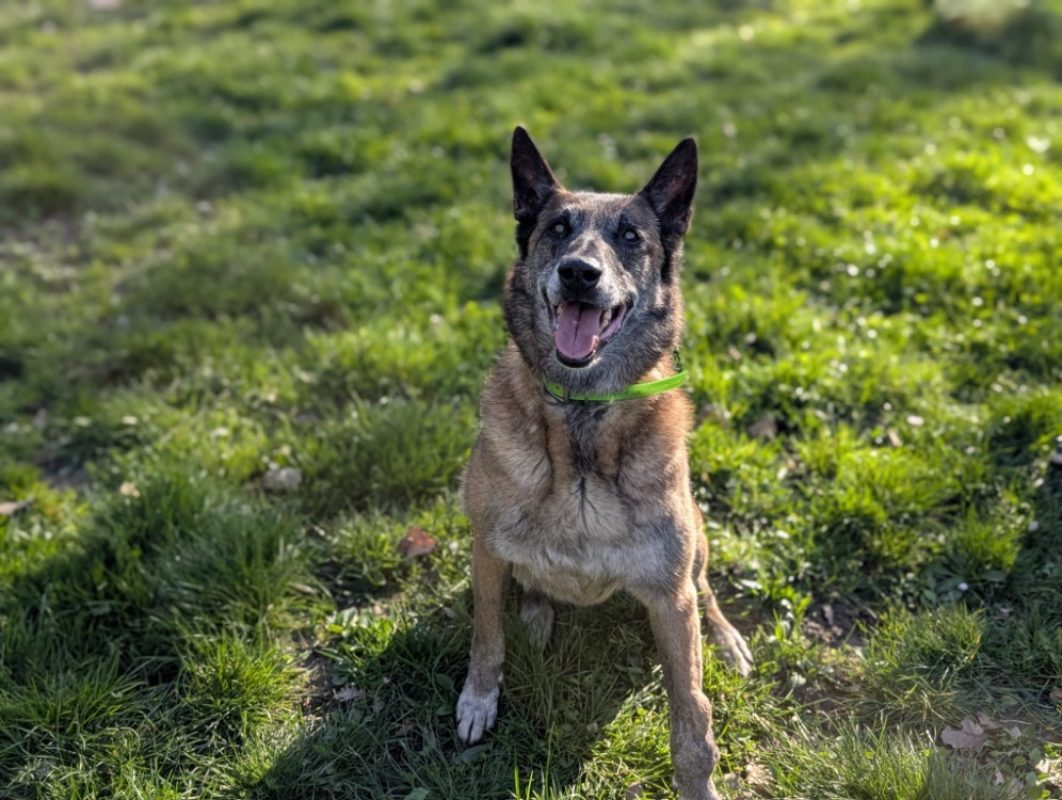 Fidji - Chien Berger Belge Malinois à adopter - photo 2