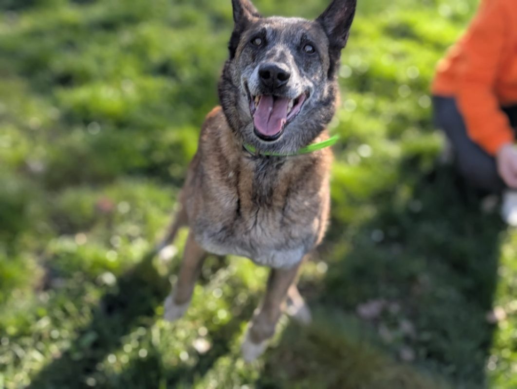 Fidji - Chien Berger Belge Malinois à adopter - photo 3