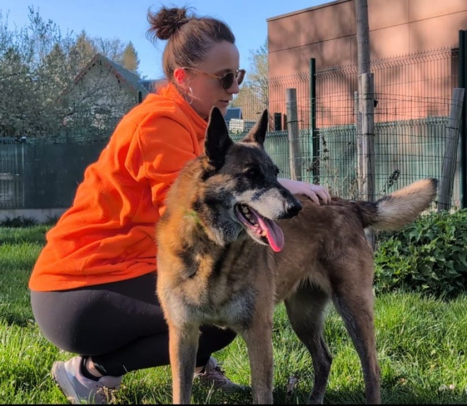 Fidji - Chien Berger Belge Malinois à adopter - photo 4