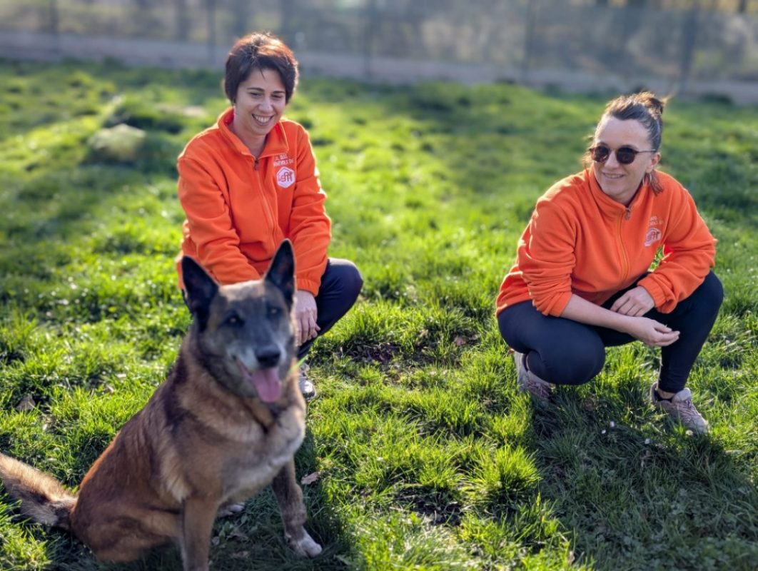 Fidji - Chien Berger Belge Malinois à adopter - photo 5