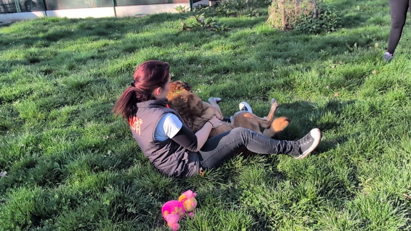 Fidji - Chien Berger Belge Malinois à adopter - photo 6
