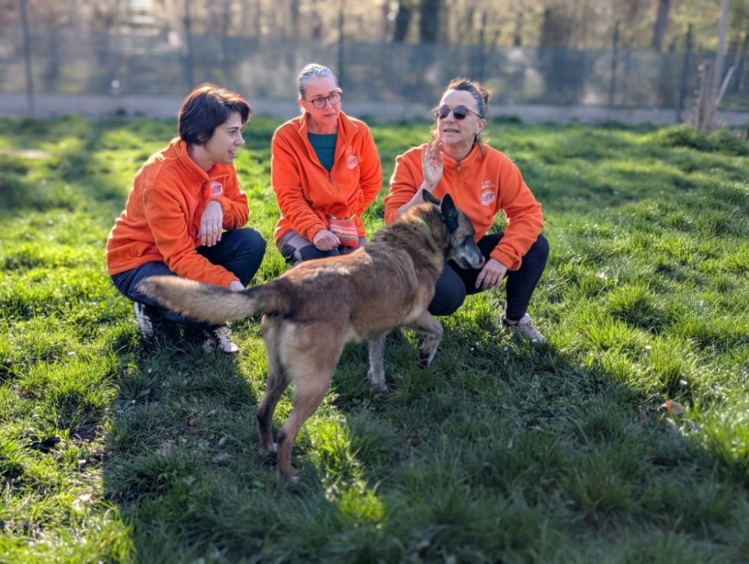 Fidji - Chien Berger Belge Malinois à adopter - photo 7