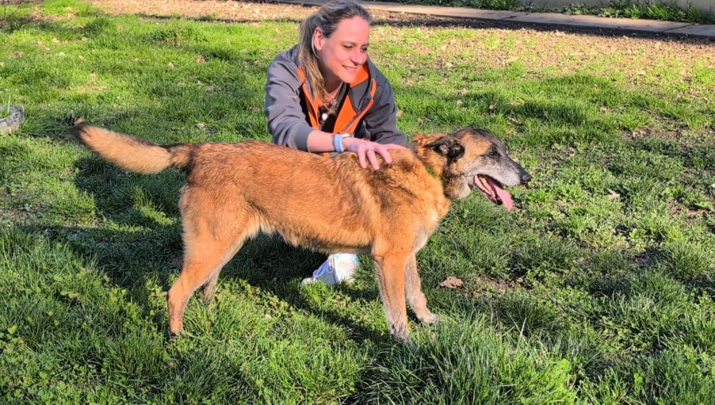 Fidji - Chien Berger Belge Malinois à adopter - photo 8