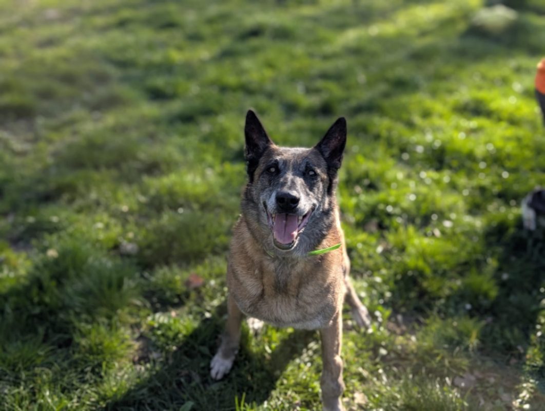 Fidji - Chien Berger Belge Malinois à adopter - photo 9