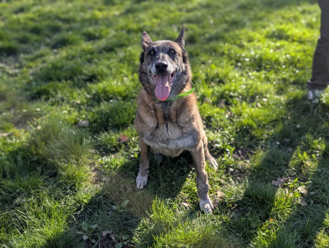 Fidji - Chien Berger Belge Malinois à adopter - photo 10