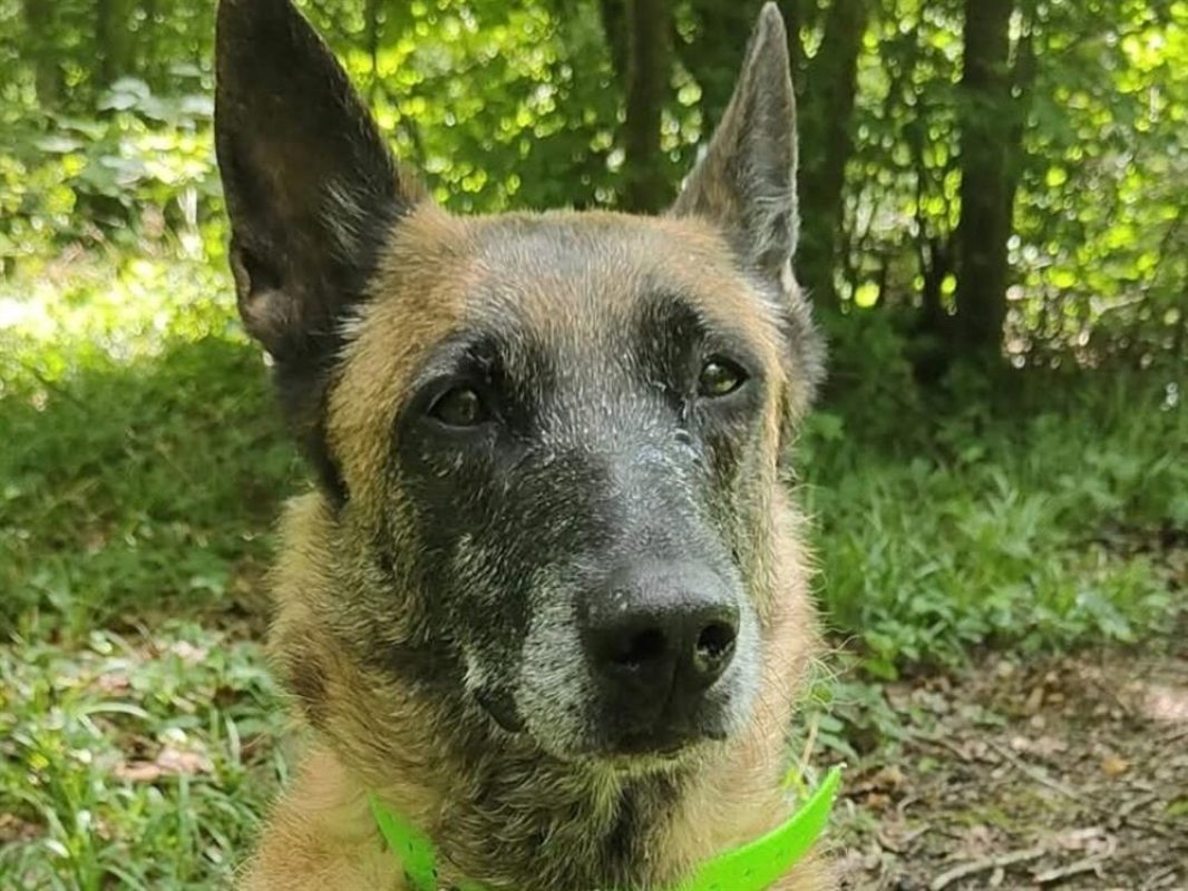Fidji - Chien Berger Belge Malinois à adopter - photo 11