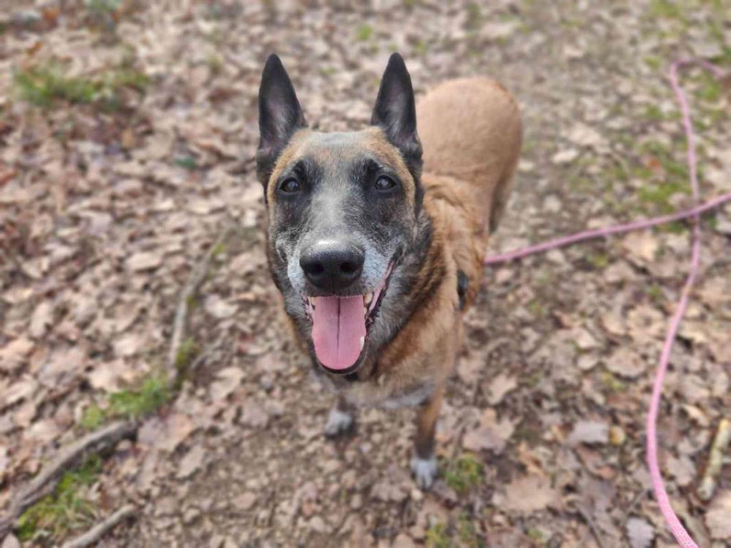 Fidji - Chien Berger Belge Malinois à adopter - photo 12