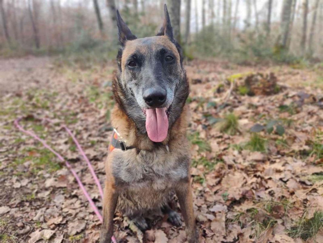 Fidji - Chien Berger Belge Malinois à adopter - photo 13